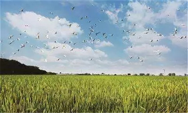 1554190854318205.jpg 1.jpg