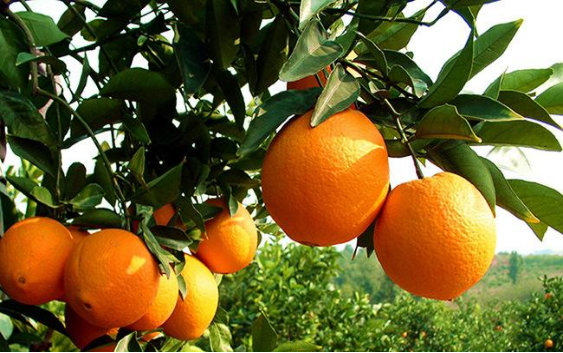 1638346530599854.png image.png